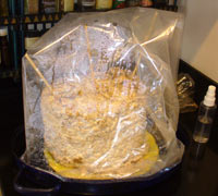 shitakesintent The Fungi Patch Resting in its Humidity Tent