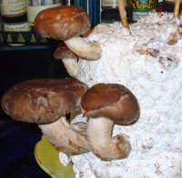 growing_shitakes Shitakes growing from the side of the log